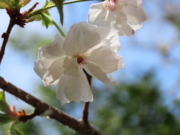 IMG_240420 (13)　住吉神社の八重桜