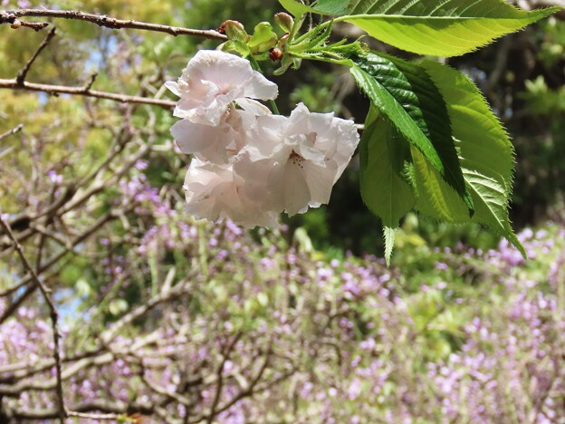写真: IMG_240420 (15)　住吉神社の八重桜