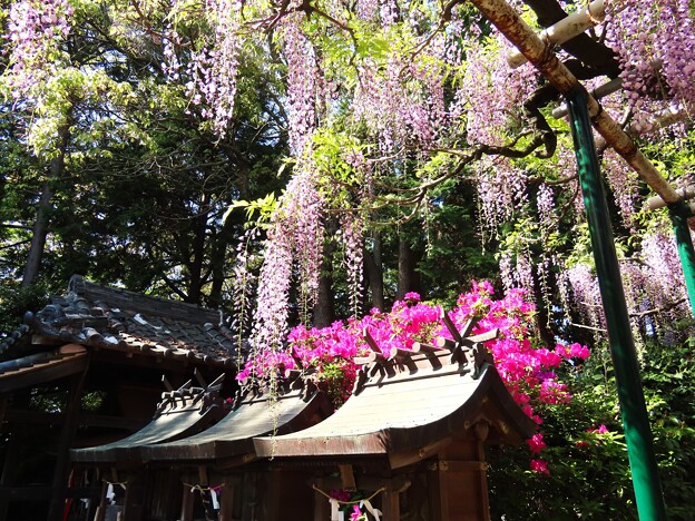 写真: IMG_240425 (50)　住吉神社の藤
