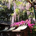 写真: IMG_240425 (50)　住吉神社の藤