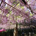 写真: IMG_240425 (53)　住吉神社の藤