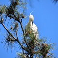 写真: IMG_240425 (64)　頭上の白鷺