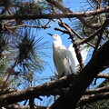 写真: IMG_240425 (62)　頭上の白鷺（画像変更テスト用）