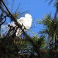 写真: IMG_240425 (77)　頭上の白鷺（画像変更テスト用）
