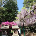 写真: IMG_240425 (44)　住吉神社の藤棚