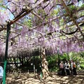 写真: IMG_240425 (43)　住吉神社の藤棚