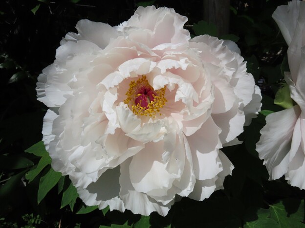 IMG_240425 (58)　白い牡丹の花