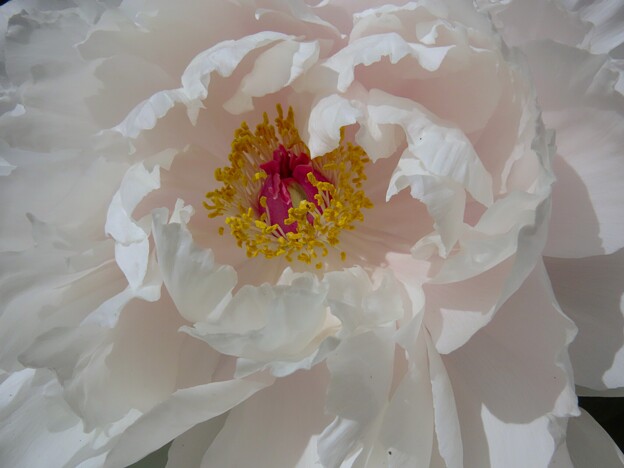 IMG_240425 (60)　白い牡丹の花