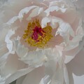 写真: IMG_240425 (60)　白い牡丹の花