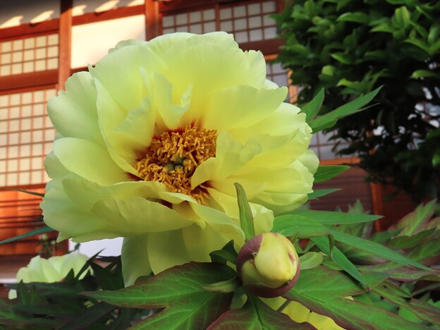 写真: IMG_240428 (38)　長徳禅寺の牡丹