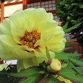 IMG_240428 (38)　長徳禅寺の牡丹