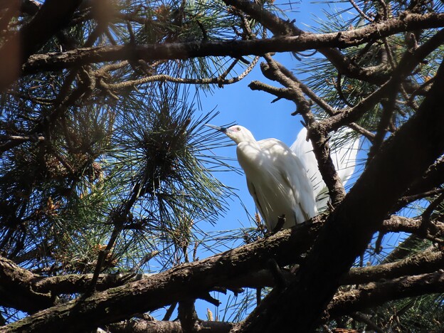 写真: IMG_240425 (61)　頭上の白鷺