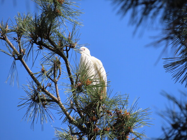 写真: IMG_240425 (67)　頭上の白鷺
