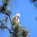 写真: IMG_240425 (63)　頭上の白鷺