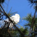 写真: IMG_240425 (76)　頭上の白鷺