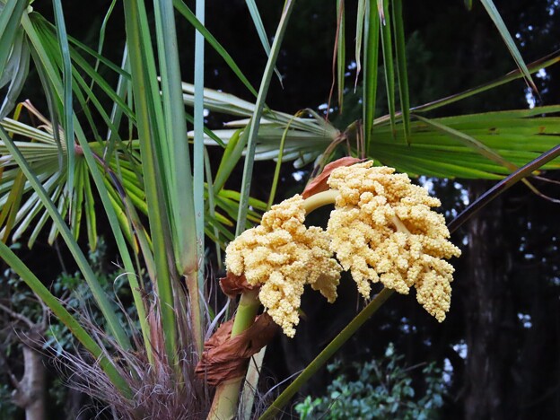 IMG_240503 (19)　早朝の棕櫚の花