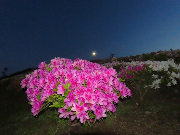 写真: IMG_240505 (7)　夜明け前の躑躅の丘