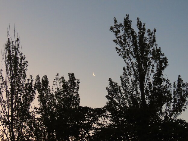 写真: IMG_240505 (9)　夜明けの有明月とポプラ