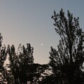 IMG_240505 (9)　夜明けの有明月とポプラ