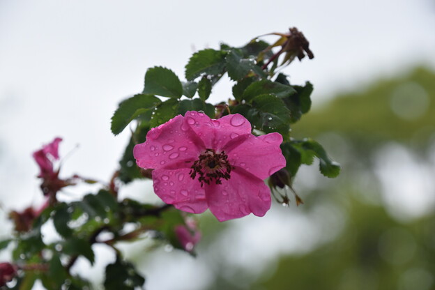 写真: IMG_240507 (6)　離宮公園の薔薇の原種