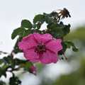 IMG_240507 (6)　離宮公園の薔薇の原種