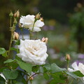 写真: IMG_240507 (9)　離宮公園の薔薇