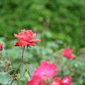 IMG_240507 (13)　離宮公園の薔薇