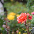 IMG_240507 (15)　離宮公園の薔薇