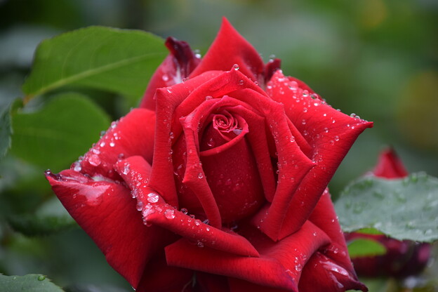 IMG_240507 (22)　雨上がりの薔薇