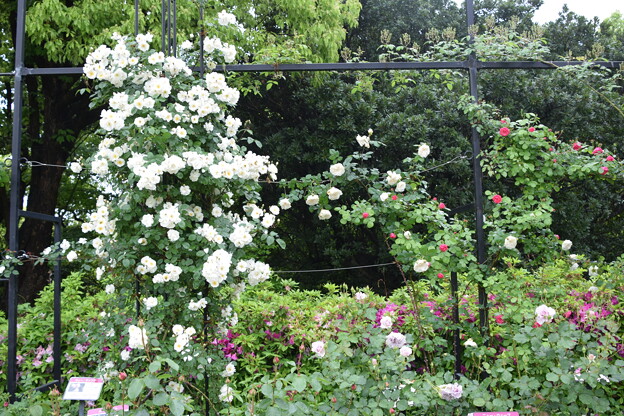 IMG_240507 (19)　離宮公園の薔薇