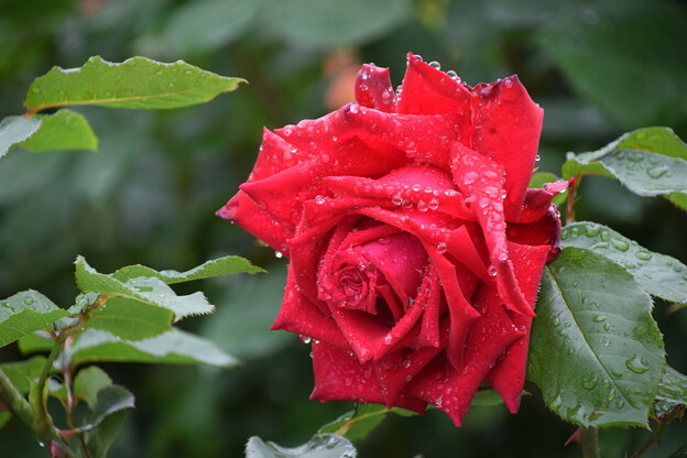 IMG_240507 (21)　雨上がりの薔薇