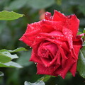 写真: IMG_240507 (21)　雨上がりの薔薇