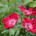 IMG_240507 (27)　離宮公園の薔薇
