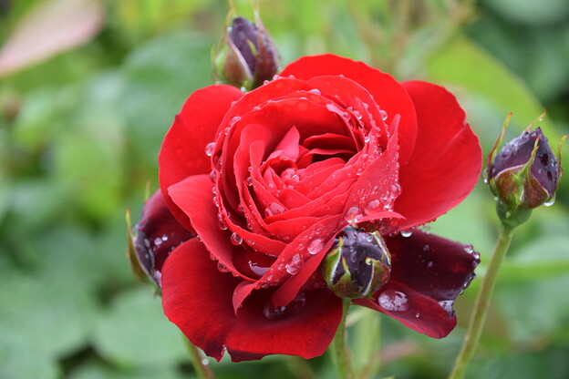 IMG_240507 (23)　離宮公園の雨上がりの薔薇