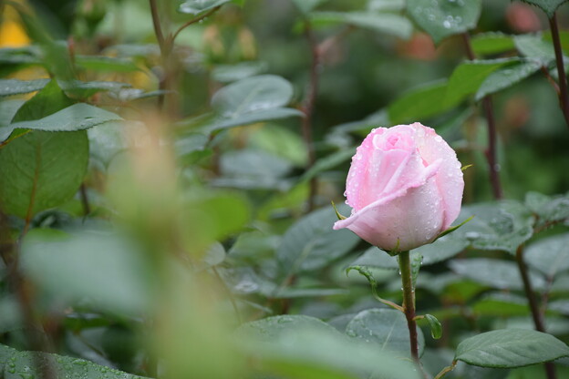 写真: IMG_240507 (25)　離宮公園の雨上がりの薔薇