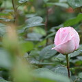 IMG_240507 (25)　離宮公園の雨上がりの薔薇