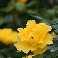 写真: IMG_240507 (31)　離宮公園の薔薇