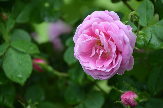 写真: IMG_240507 (34)　離宮公園の薔薇