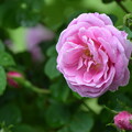 写真: IMG_240507 (34)　離宮公園の薔薇