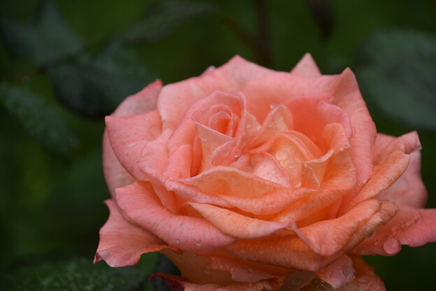 IMG_240507 (36)　離宮公園の雨上がりの薔薇