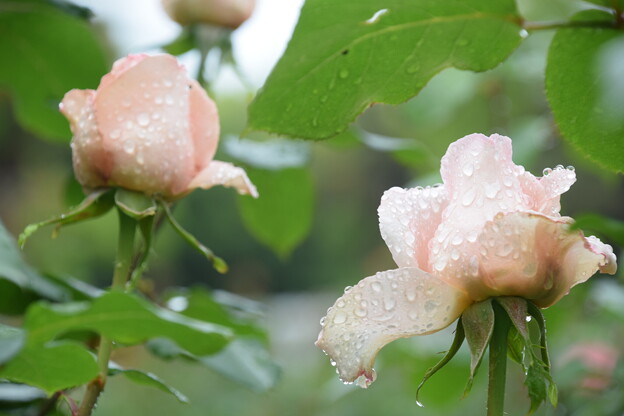 写真: IMG_240507 (35)　離宮公園の雨上がりの薔薇