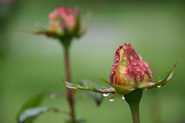 IMG_240507 (37)　離宮公園の雨上がりの薔薇