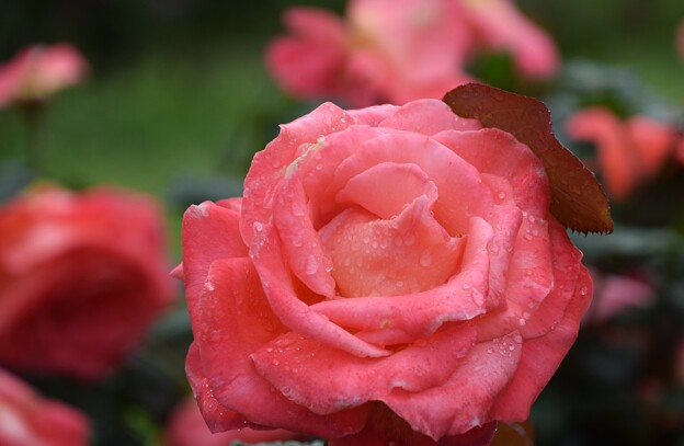 写真: IMG_240507 (41)　雨上がりの薔薇
