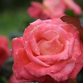 IMG_240507 (41)　雨上がりの薔薇
