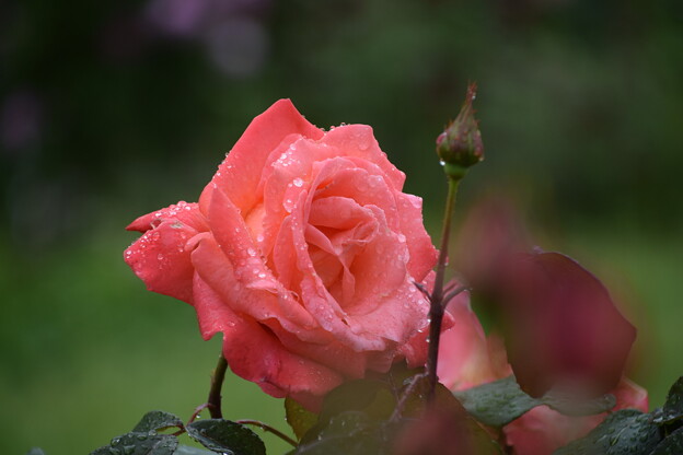 IMG_240507 (42)　雨上がりの薔薇