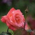 IMG_240507 (42)　雨上がりの薔薇