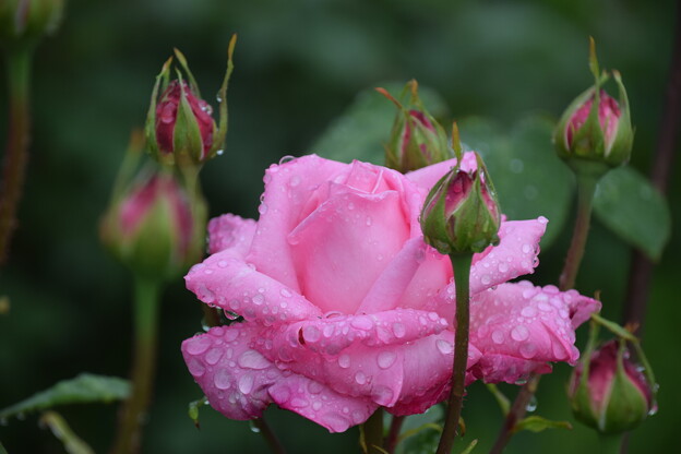 写真: IMG_240507 (50)　雨上がりの薔薇