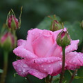 写真: IMG_240507 (50)　雨上がりの薔薇