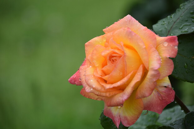 写真: IMG_240507 (43)　雨上がりの薔薇