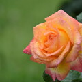 写真: IMG_240507 (43)　雨上がりの薔薇